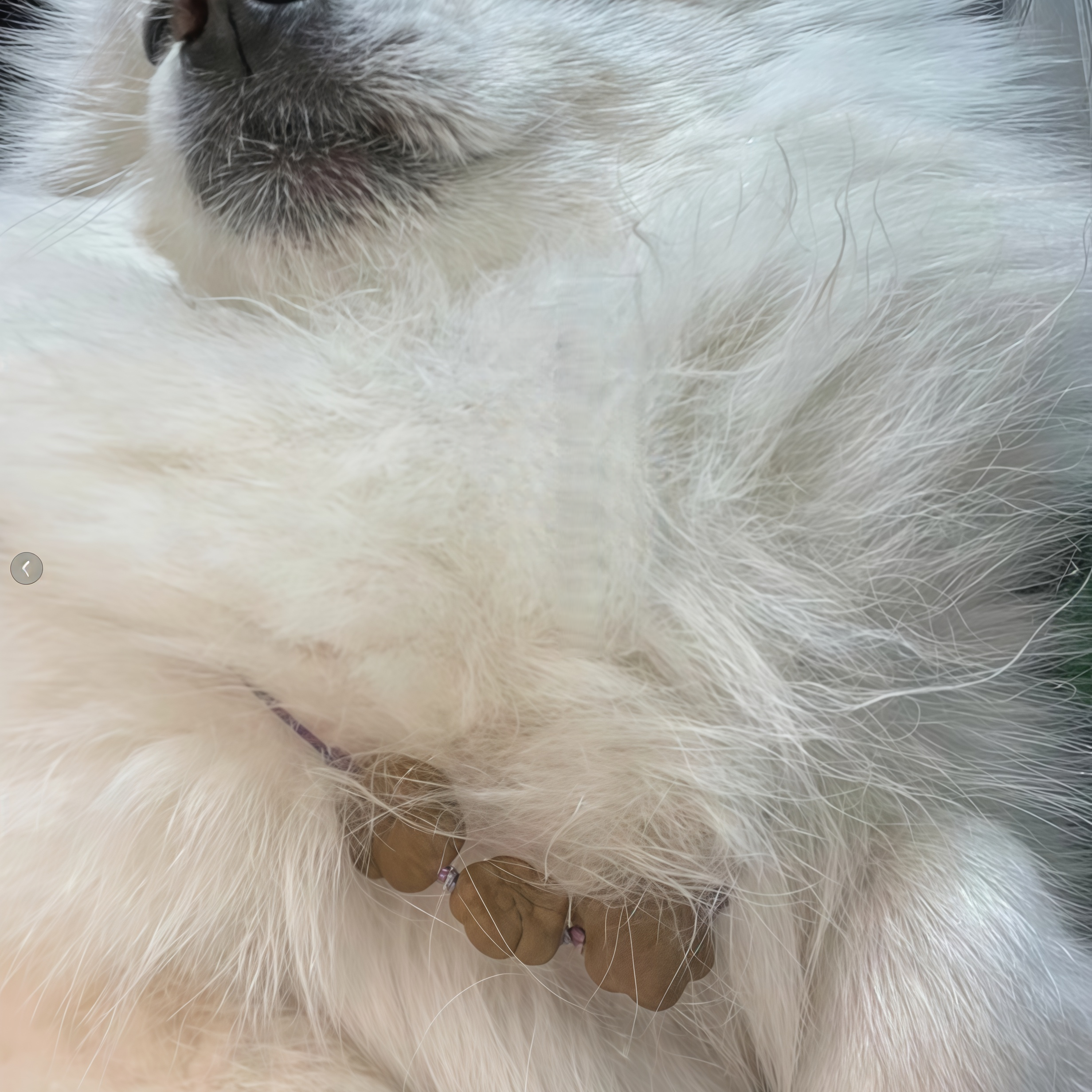 Traditional Chinese Medicine Herbal Bracelet & Pet Necklace Set - Natural Wellness Duo