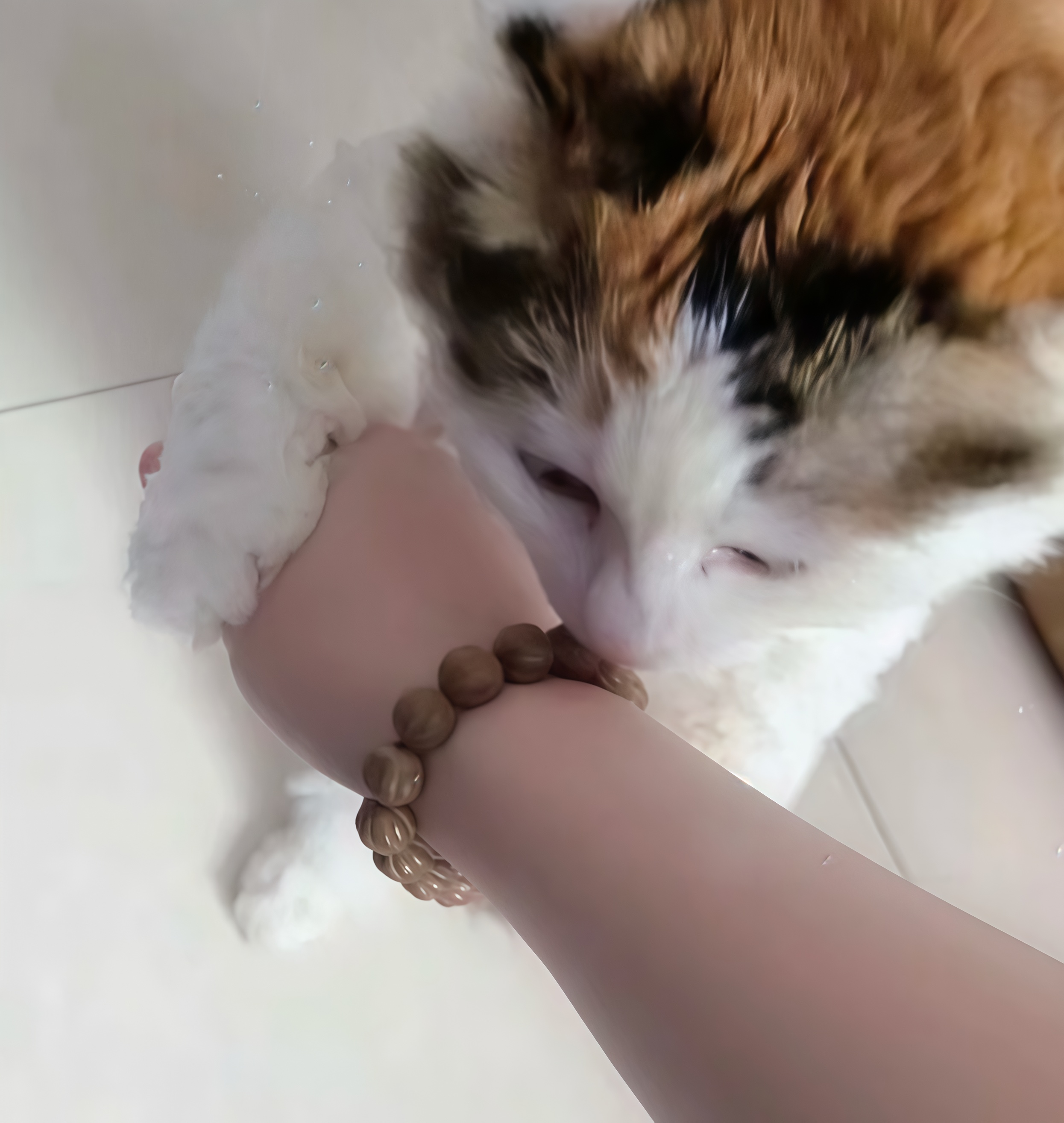 Traditional Chinese Medicine Herbal Bracelet & Pet Necklace Set - Natural Wellness Duo